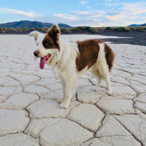 Shiloh training in Death Valley, CA