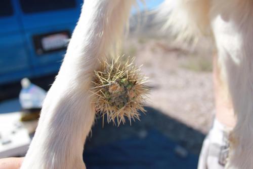 K-9 Kota Needs First Aid After an Encounter with a Jumping Cactus.