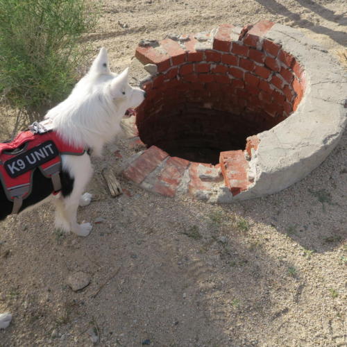 Kota training in the Mojave Desert finds someones missing shoe in a well.