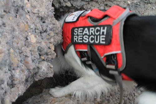 Search and rescue dogs can't be afraid to dive into small spaces.