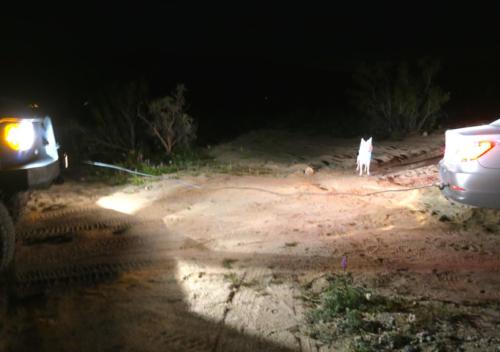 Kota finds and saves a UCLA student stuck in the Mojave Desert in the dark.